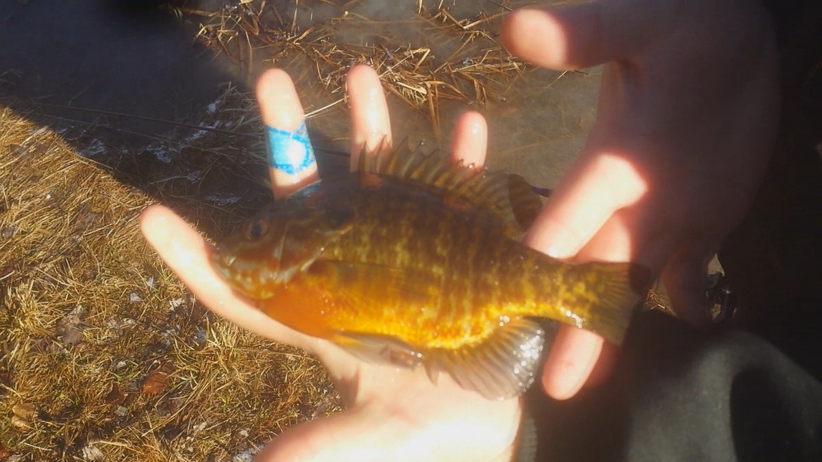 SicFishing's tweet image. Not the fish we were looking for but ill take it.....caught like 20 between us 2 in like 3 hours #fishing #fallfish #pumpkinseed #bluegill