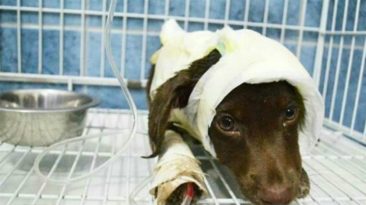 Detienen al hombre que habría despellejado al perro "Chocolate" infob.ae/2jwEXUT