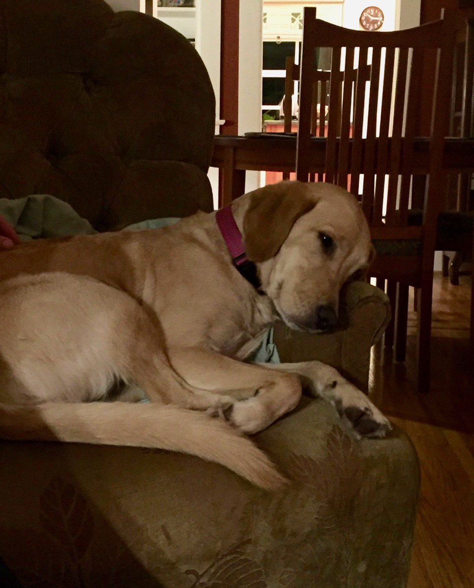 lynndpdx's tweet photo. Annie (Oakland) has settled in beautifully.  She's sweet, playful, smart, and incredibly lovable! #ohspets https://t.co/26hVVPTyy5