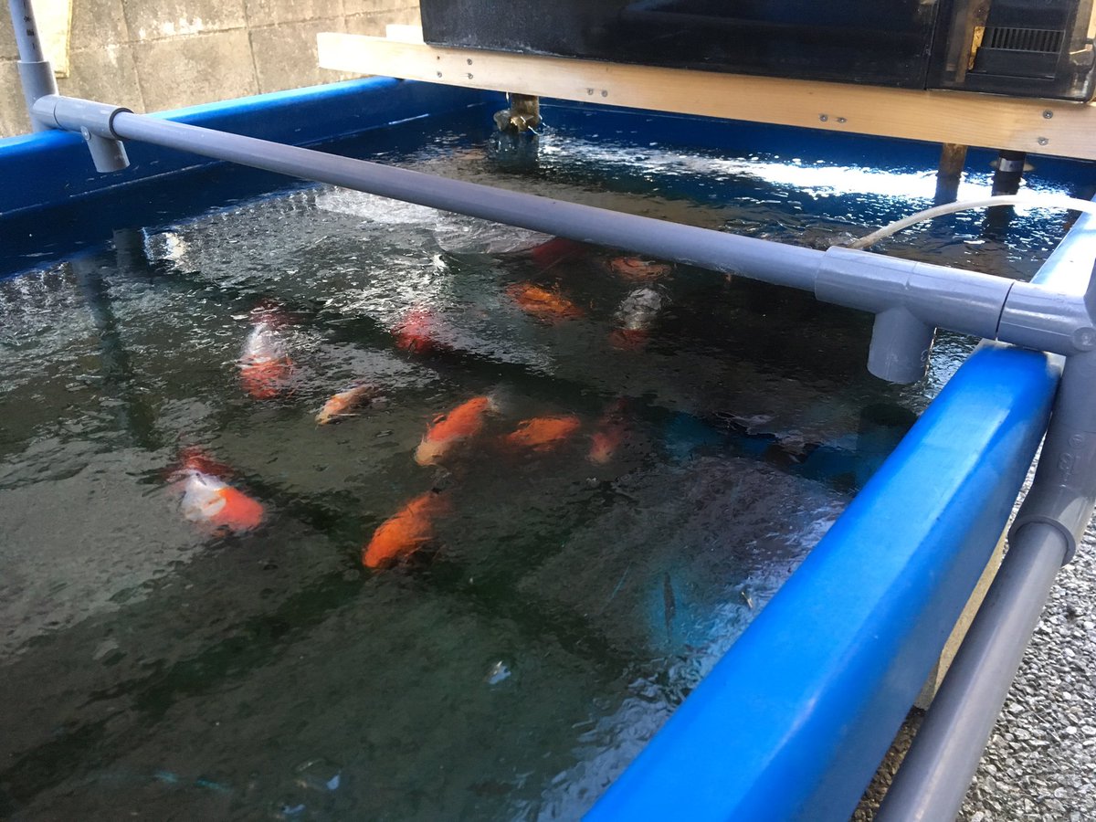 けんぎょ 関東にも猛烈寒波 いつもはポンプで水が動いているから凍らないのに昨日は先にろ過装置の水が凍ってポンプが悲鳴をあげてた それでも氷の下で動いている金魚 恐るべし ꎤ๑ ๑ O