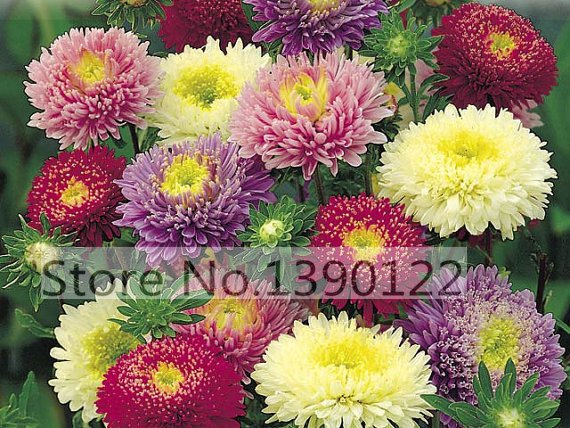 AliExWiki's tweet image. ⚡ US $0.42
100/bag rare flower  aster seeds #callistephus #chinensisaster
goo.gl/WK05Lz