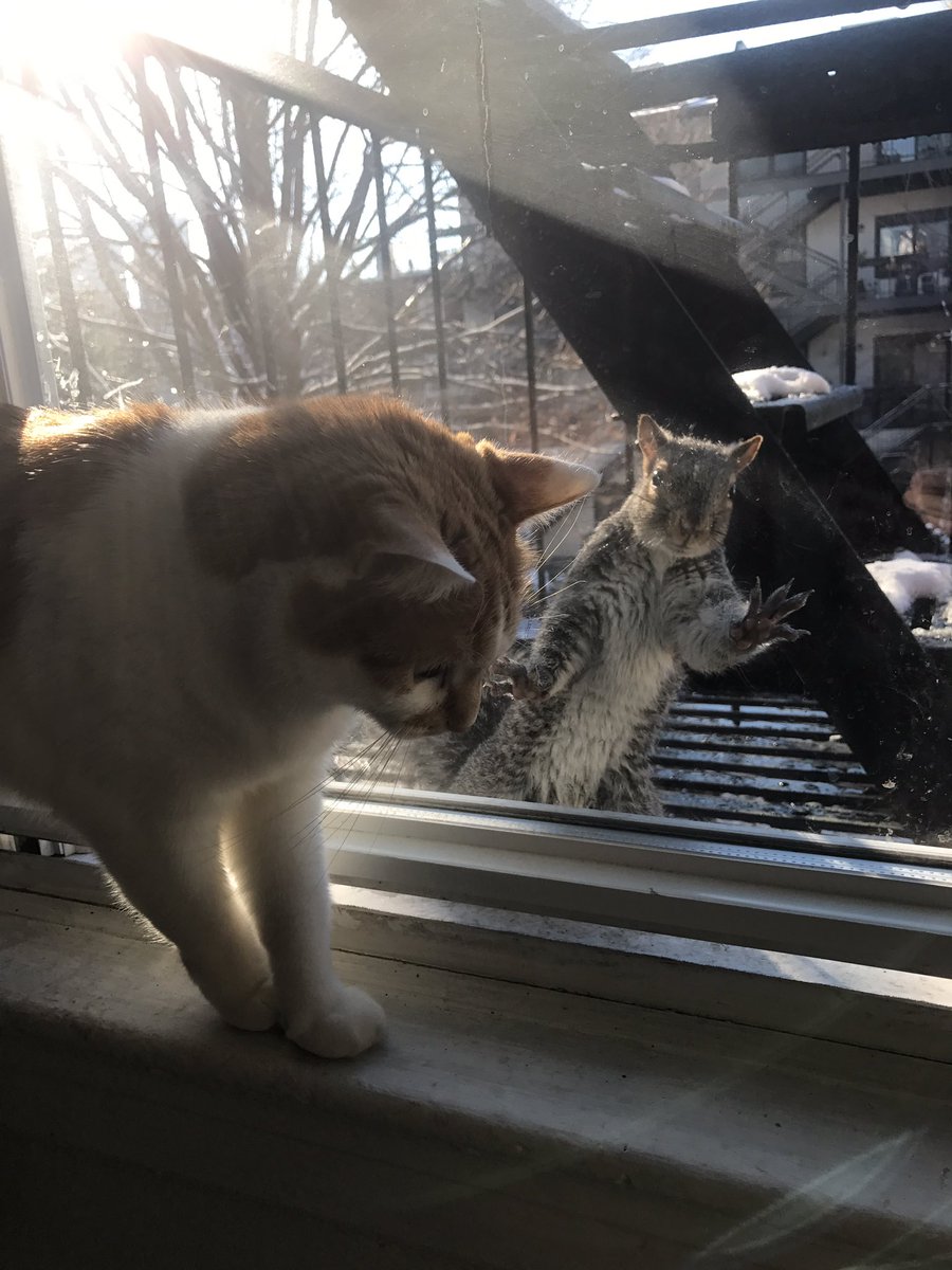 Jessica_Hurstel's tweet photo. My morning entertainment #CatsOfTwitter #squirrel #begging #BestFriend https://t.co/4U6Klw7I53