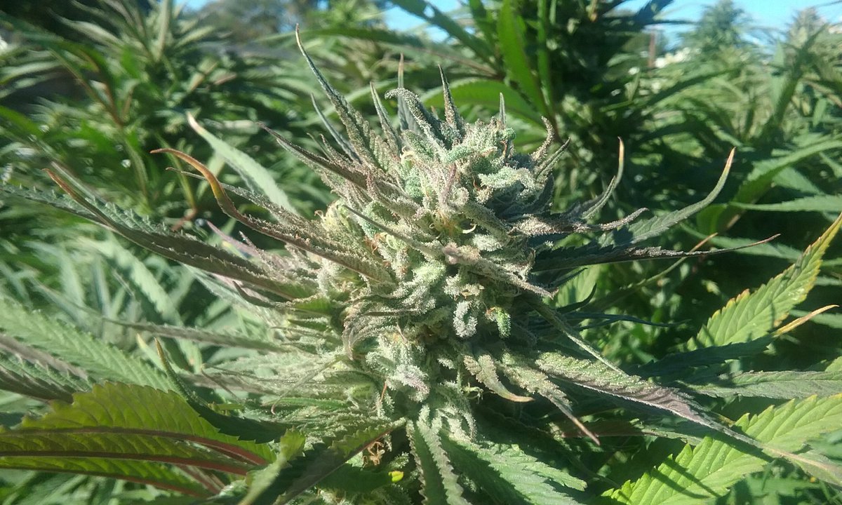 NorthBayNectar's tweet photo. Cant wait for spring! #organic #sungrown #cannabis #northbaynectar https://t.co/imn2vFbbGs