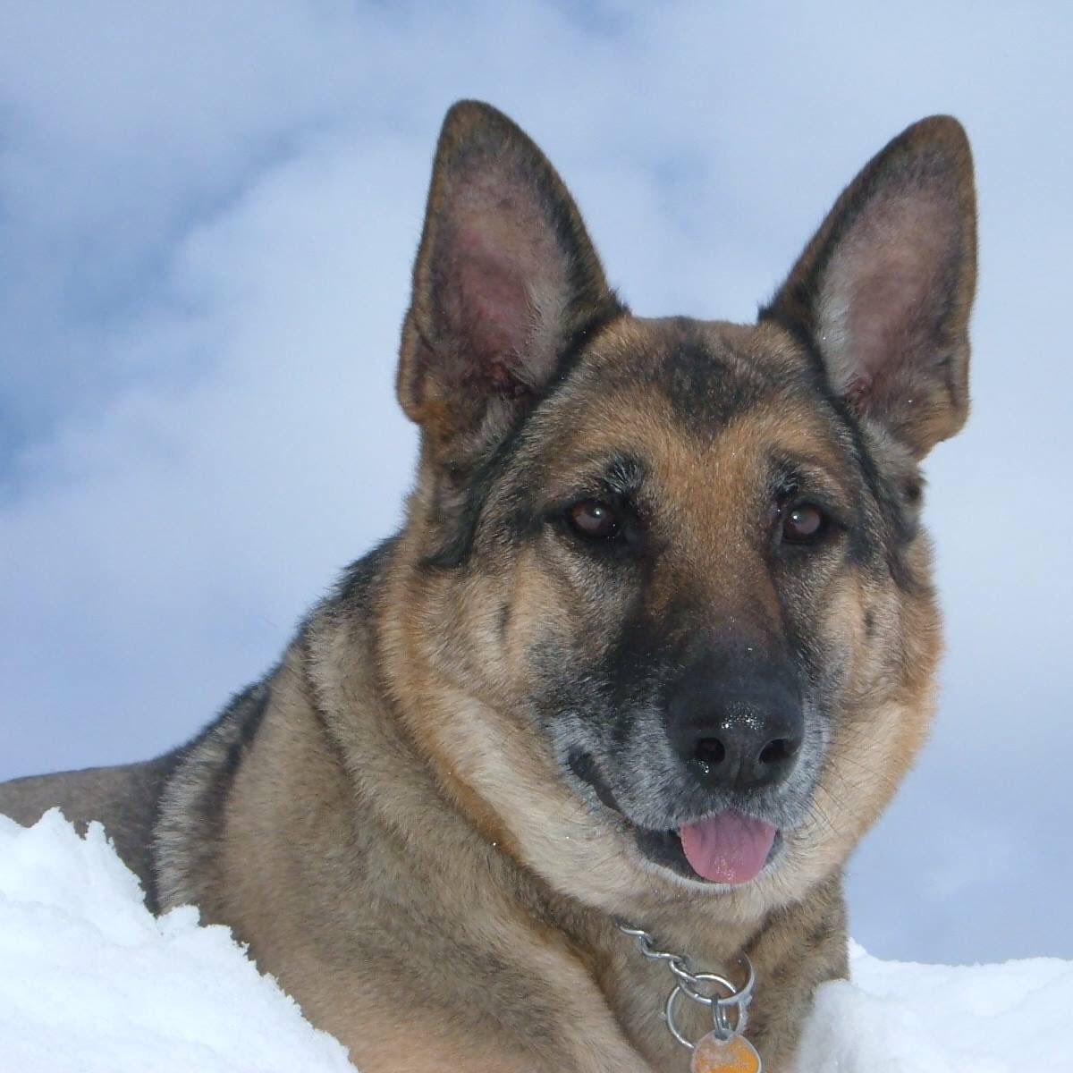 nelson89135's tweet photo. 2012-2017 RIP Roxy ... Merci pour tout ! Un grand nez , une grande puce que nous n'oublierons jamais ... https://t.co/IkWNirFJl0