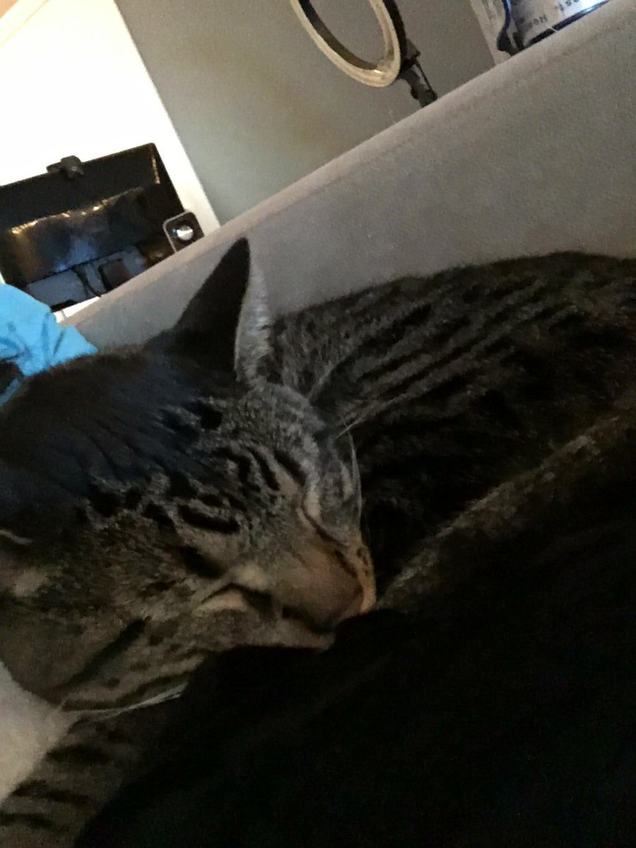 Thor_Witcher's tweet image. Meow