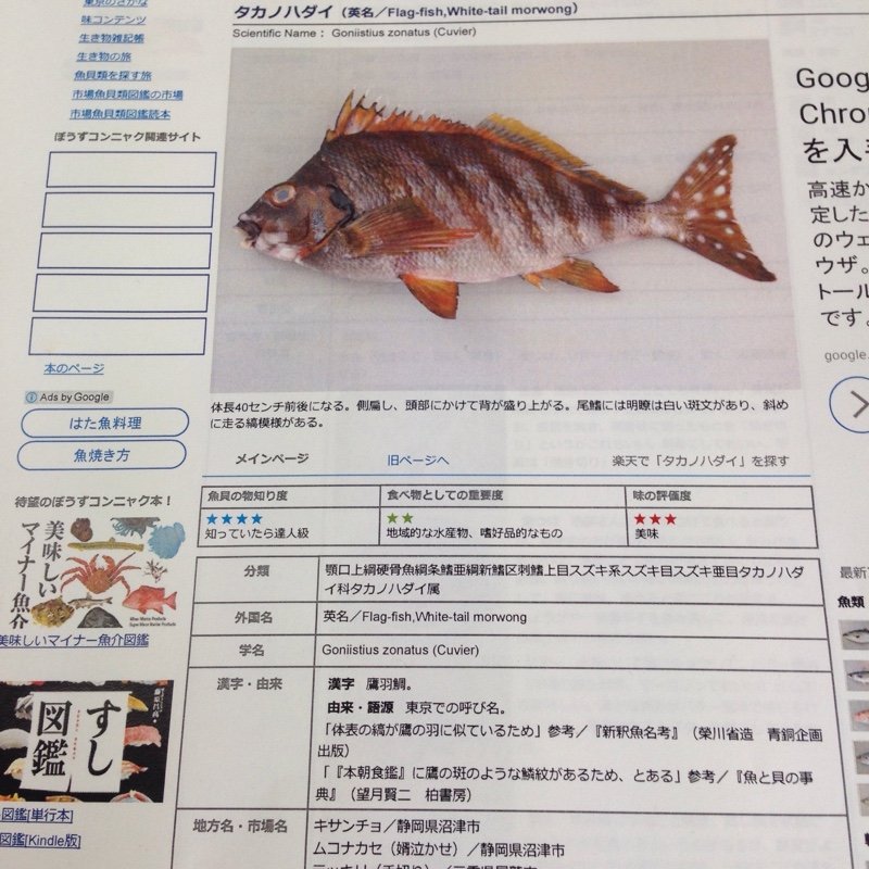 ট ইট র 大野屋鮮魚店 鮮魚 食品 目玉五個目 活〆タカノハダイ は宮崎産 見てくんちー この茶色い縞が 鷹の羽に似てっから タカノハダイ 昔は こっちまで来ねがったもの 今は 珍し魚いっぺくっから 食ってみでよない 宮崎の活〆タカノハダイ