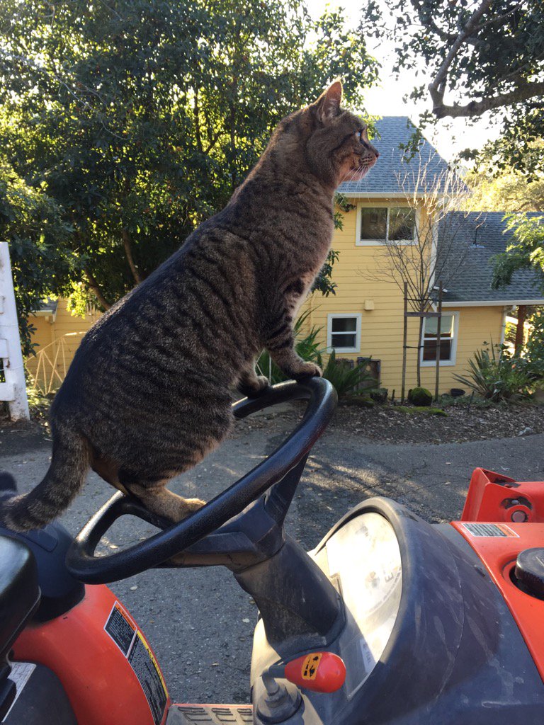 ChetwynFarm's tweet photo. Looks like the cat has taken the wheel. Follow us on instagram: ChetwynFarm #tractorcat #drivercat https://t.co/JmzzSGklNC