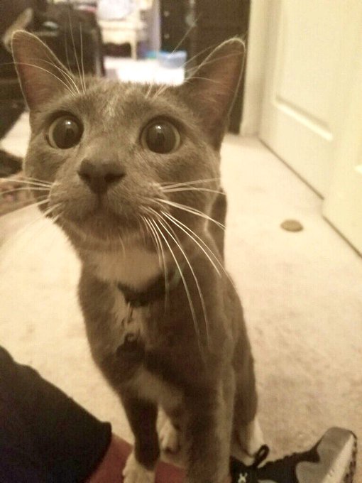 An amazing thing happened last night... I got my little cat Dusty back!!! Someone called and said they