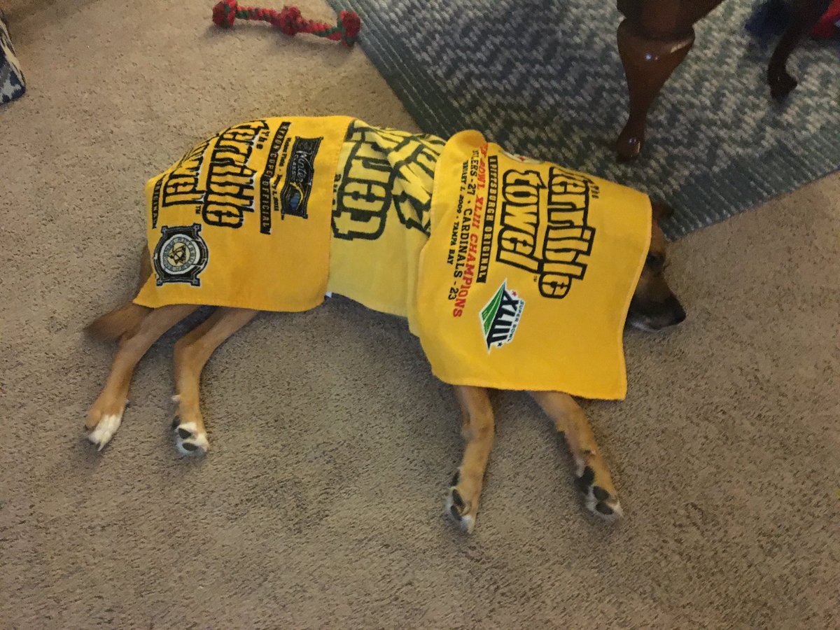 markoftennis's tweet image. STEELER DOG!!!