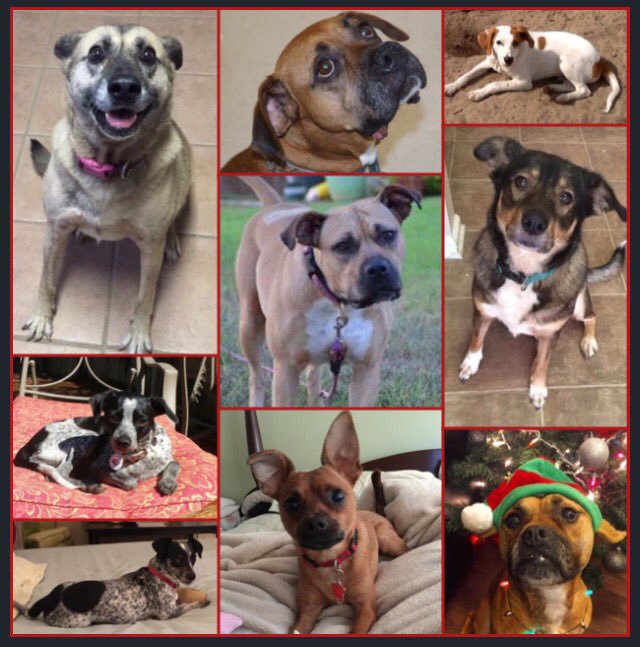 pawfectmatch's tweet image. Hello from some of our adult dogs--they said the puppies sure do get a lot of attention #AdoptDontShop #pawfectmatch