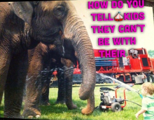 iycwhat's tweet photo. @realDonaldTrump 🎪🐘are ❤️Please Stop the Bans against hard working ppl! Keep🎪AliveStop #ARlies to shut us down @mike_pence @TheCavalryGroup https://t.co/86E1fL7Toh