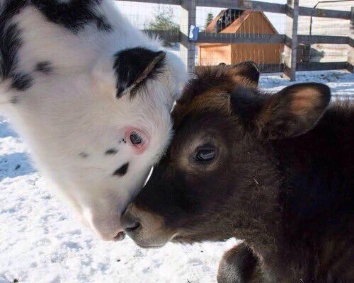 veganisamazing's tweet photo. i love YOU https://t.co/sgE4F4Hg99