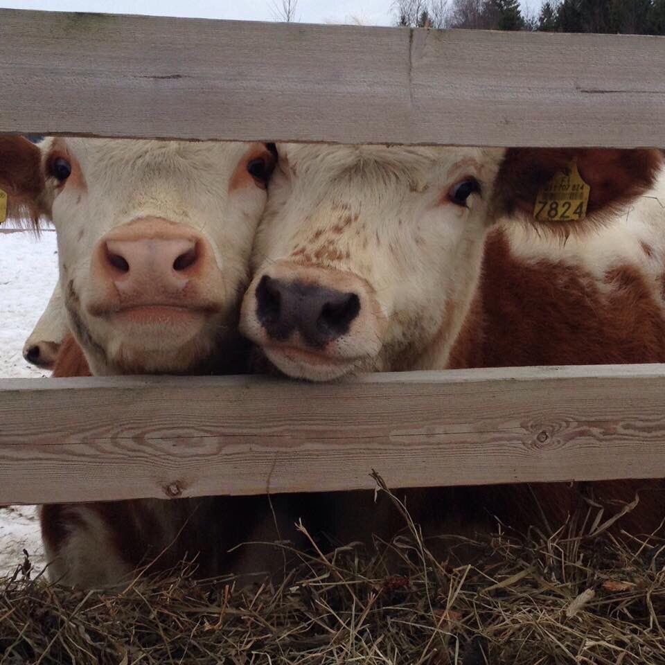 veganisamazing's tweet photo. i love YOU https://t.co/sgE4F4Hg99