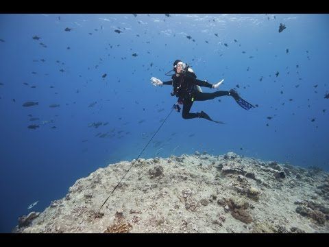 PalauDive's tweet photo. “Dive Blue Corner the Best Dive Site Of Palau You Can't miss” https://t.co/9vEBO0pdor #scuba #palau https://t.co/ft4YJglJ1E