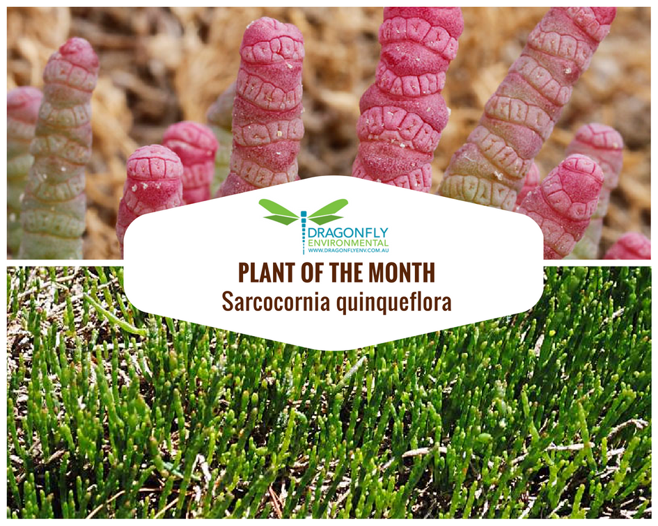 DragonflyEnv's tweet photo. Dragonfly Environmental's Plant of the Month is the iconic saltmarsh species, Glasswort (Sarcocornia quinqueflora). https://t.co/LXVhpknnLk https://t.co/JjOl52CmM5