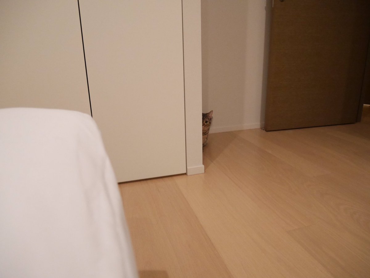 __Sry14's tweet photo. これは初めて見る『カメラ』というものにすっごくビビっているカン太郎です。絵に描いたような怖がり方😭笑 

#さしツイ https://t.co/zvDDplJcp0