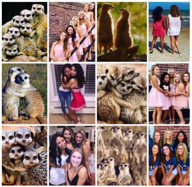 9GAG's tweet photo. Here's further proof that girls pose exactly like meerkats.
https://t.co/gXHSwfkkWD https://t.co/1quDxSjSNV