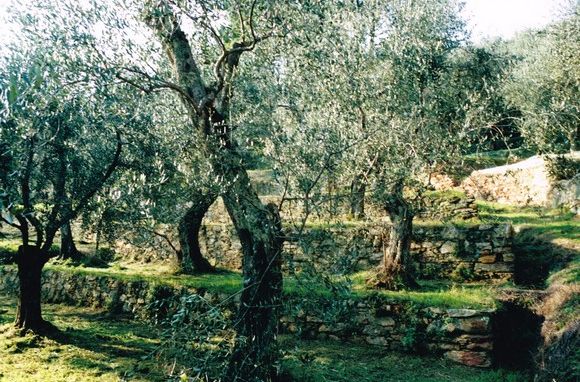 montepisano's tweet photo. Habitat seminaturali in aree agricole venerdì 20 gennaio 2017 giornata di studio @CiRAA_Unipi @ScuolaSantAnna https://t.co/tThEiXGjmA https://t.co/PdZ2YQd85d