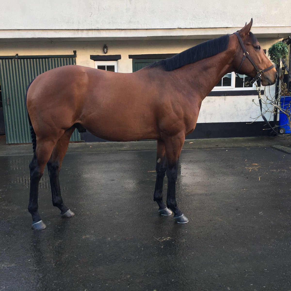 EquianoClub's tweet photo. #STRATHBURN Equiano  (5H Equiano x Irish Light )  G3 winner  &amp; close 2nd to Twilight Son in G1 Sprint Cup at Bridge House Stud in Ireland https://t.co/qvkNCZ8UoV