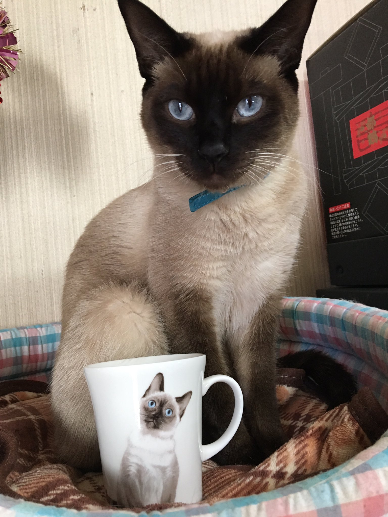 Sawa Twitterren 似てるかな 子猫の頃には激似 シャム猫風 シャム猫 猫 ネコ ねこ にゃんこ シャムミックス シャムmix もふもふ ペット Cat Sawa Twitterren 似てるかな 子猫の頃には激似 シャム猫風 シャム猫 猫 ネコ ねこ にゃんこ シャムミックス シャムmix もふもふ ペット Cat
