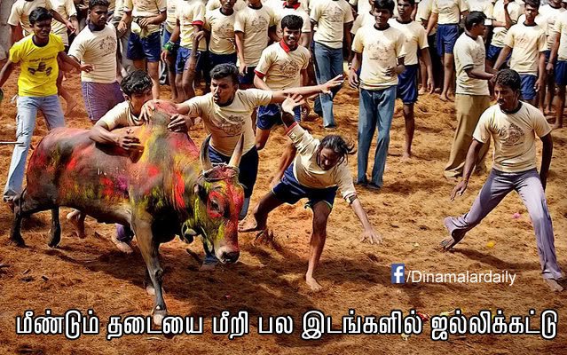 dinamalarweb's tweet photo. மீண்டும் தடையை மீறி பல இடங்களில் ஜல்லிக்கட்டு #Ban #Jallikattu #Manyplace https://t.co/TtAnnbgbSr https://t.co/nLLxs0yEJ0