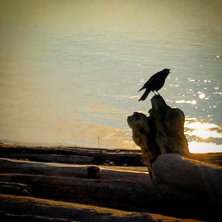 Sonya's tweet image. "Hey! I'm a crow! Hey hey hey hey hey!" #crowtalk #translation ift.tt/2iYVsbB