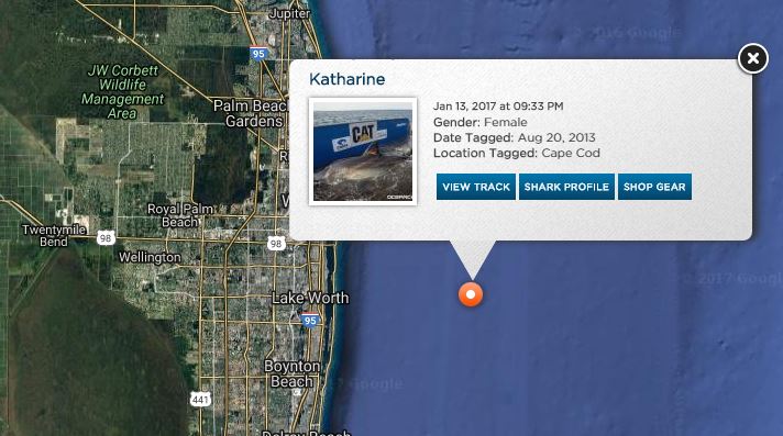 pbpost's tweet photo. Update: Katharine, the great white shark, cozies up to Lake Worth https://t.co/YGZngNyt9Z https://t.co/1r3GBlyTeZ