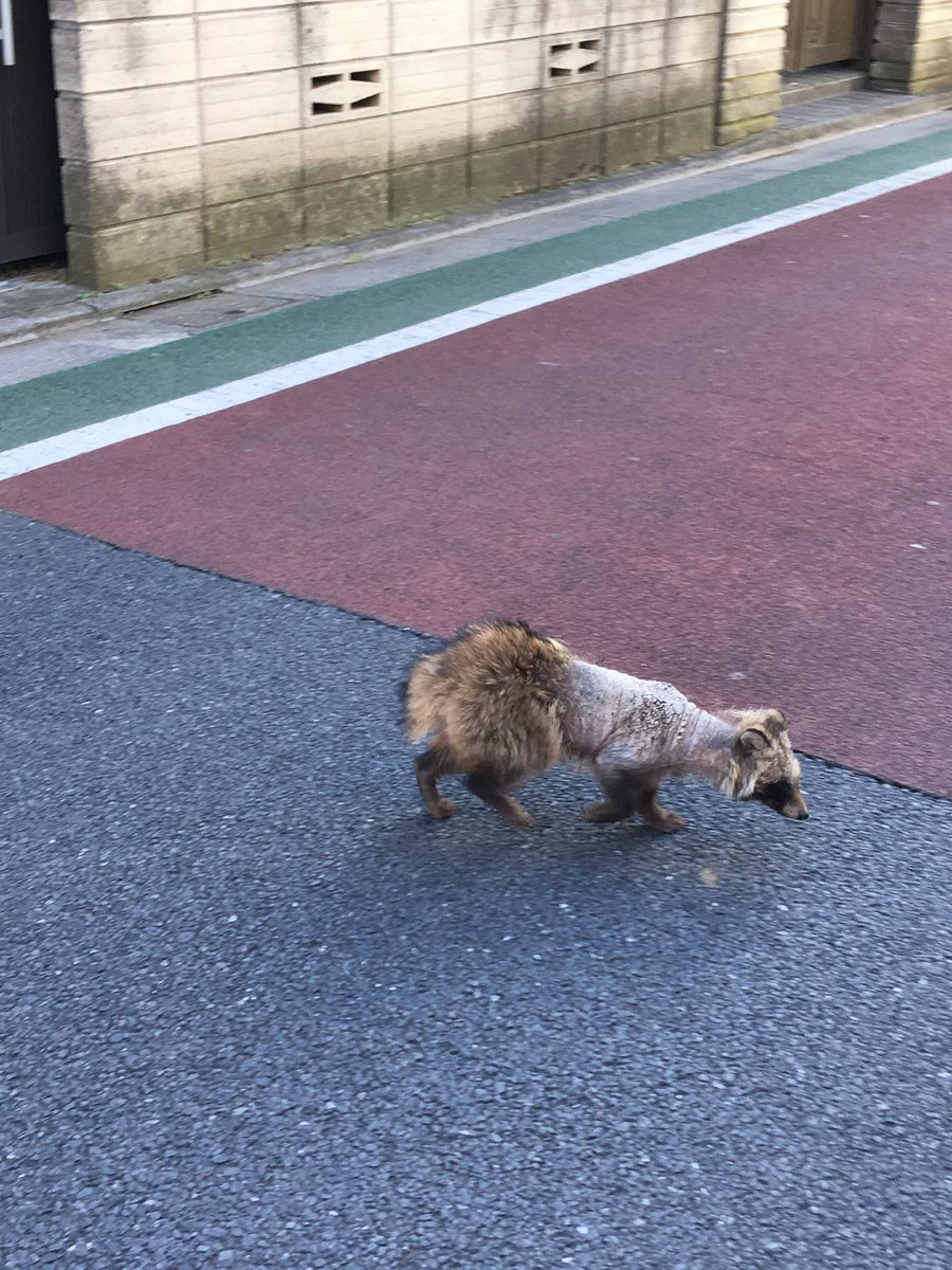 本庄敬 Ar Twitter 練馬 大泉学園町の住宅地真ん中で仔狸と出会う したけどあまり毛の抜け方が気になります