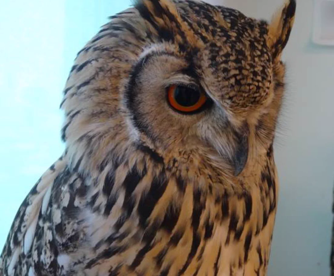 これは酷い・・・フクロウカフェの残酷すぎる現実とは？