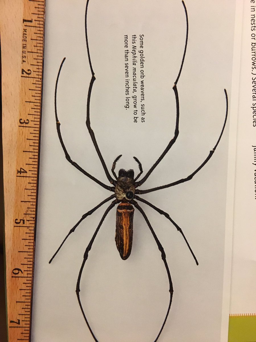 christimatanick's tweet photo. Turns out my childhood friend #bananaspider is actually a golden orb weaver, and her silk is stronger than steel #thethingsilearn #kidsbooks https://t.co/4YRpWkUbK6
