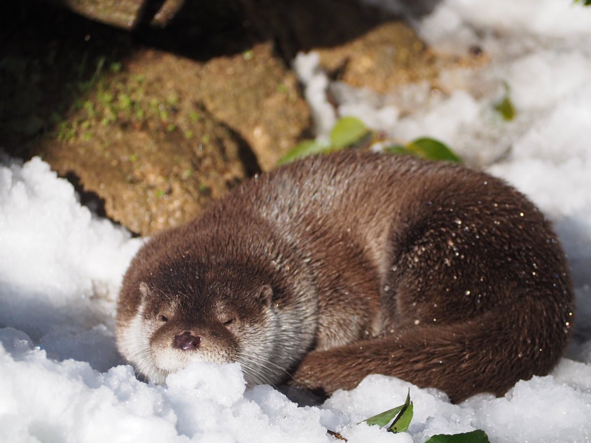 かわいい動物 全1373枚 Twitterで話題の人気画像まとめ 新着順175ページ目