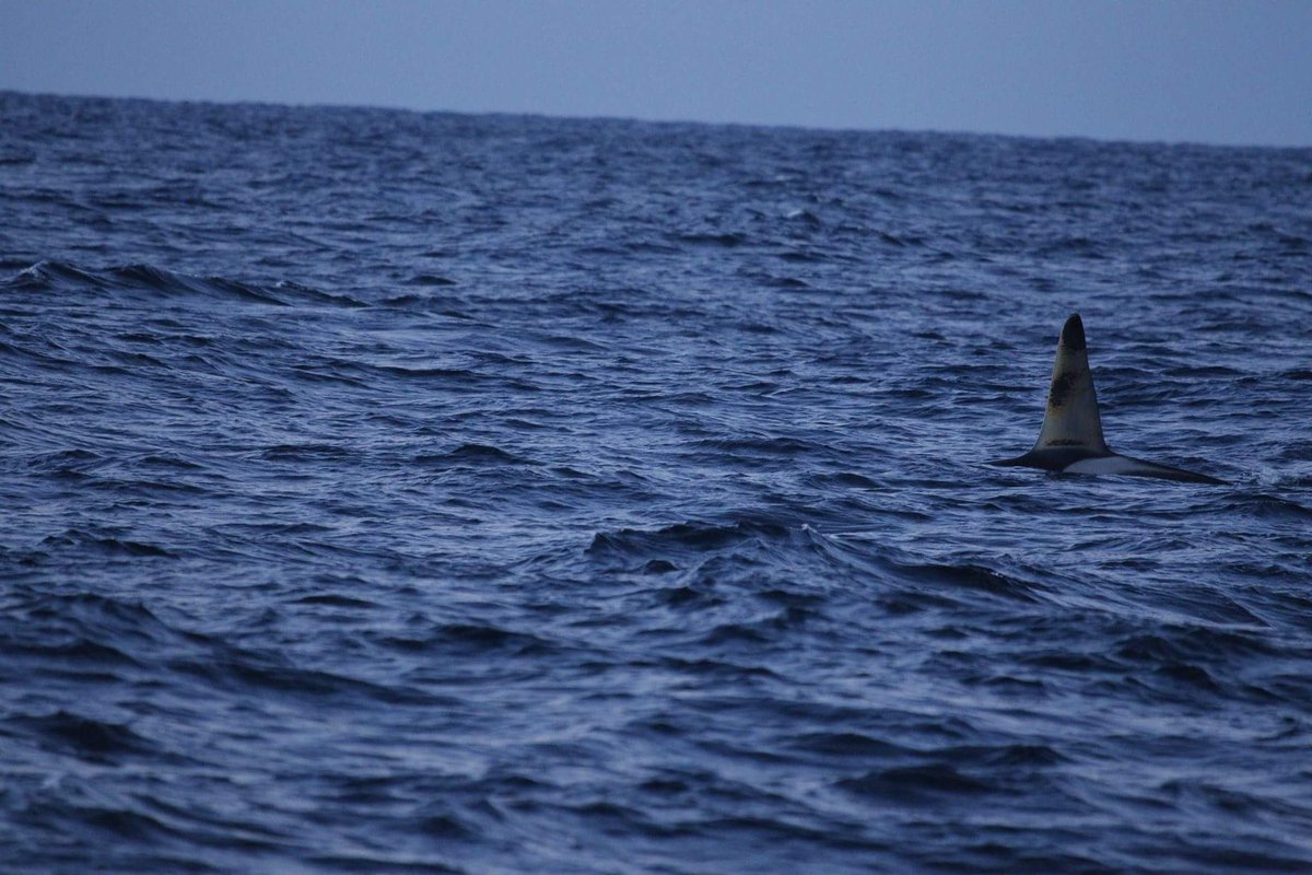 TalkinPuffer's tweet photo. First Orca of the trip https://t.co/zsB2yIb763
