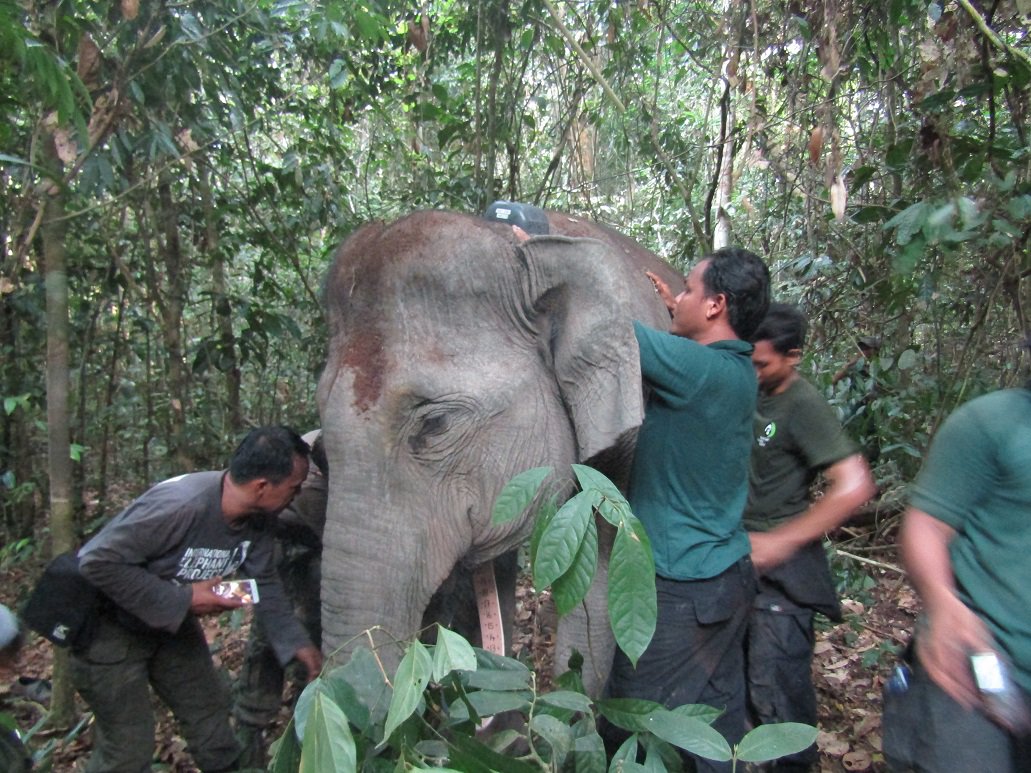 IntElephantProj tweet picture