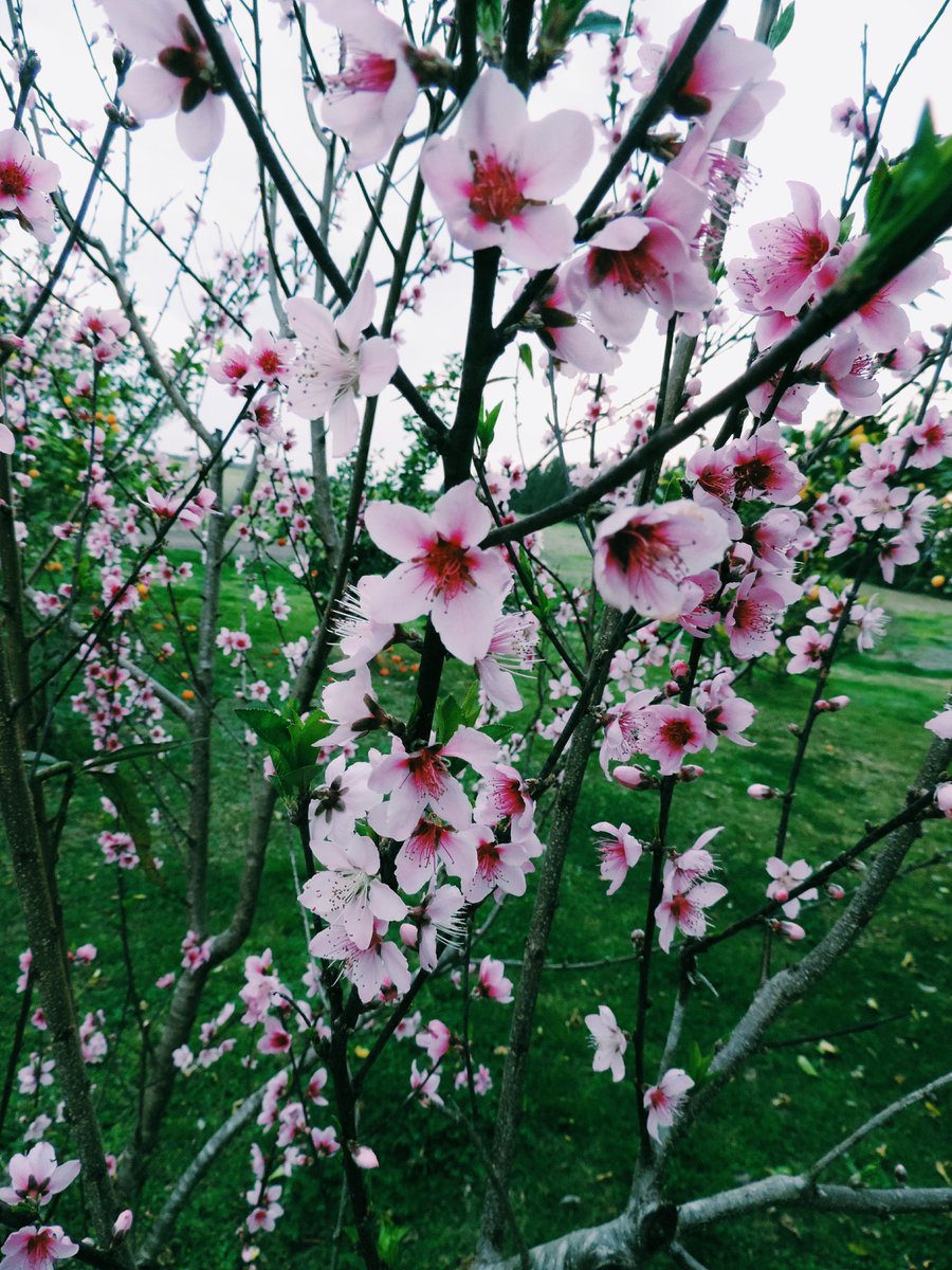 moonxglowx's tweet photo. you are so beautiful
and I just want 
you to know
that after all this time
you're still the one 🌸

~ #frantasticmonday | @ConnorFranta ~ https://t.co/pscoMVl0xC
