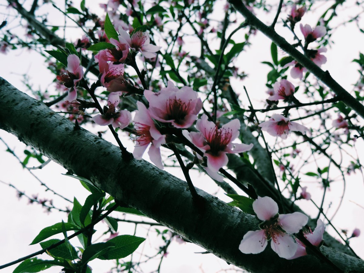 moonxglowx's tweet photo. you are so beautiful
and I just want 
you to know
that after all this time
you're still the one 🌸

~ #frantasticmonday | @ConnorFranta ~ https://t.co/pscoMVl0xC