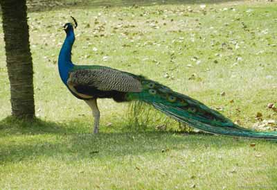 TFormia's tweet image. So Similar with the true creature~ Do you think so 😄