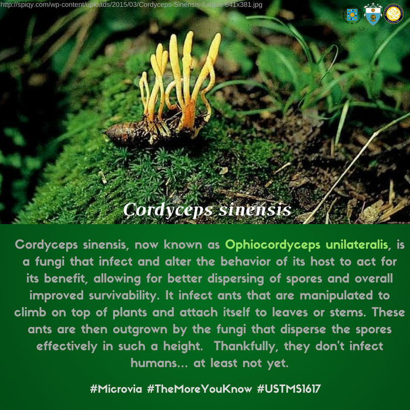 UST_MicroSoc's tweet photo. #Microvia #TheMoreYouKnow #USTMS1617 #ZombieAnts https://t.co/VyU2RLCFgT