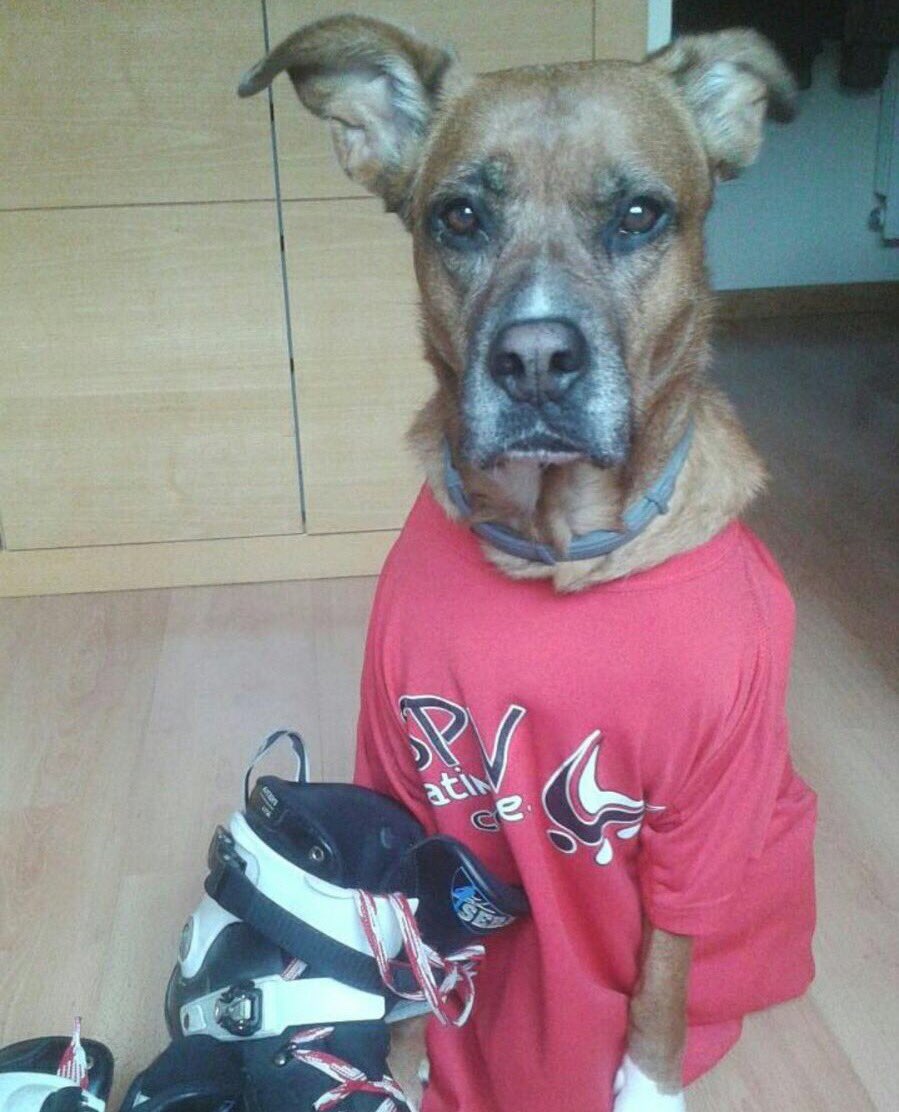 Es Sena la 🐶de nuestra monitora Irene No se pierde una #PerRuta Quieres conocerla? info@spv-patinaje.com #comonoslopasamos #perros #patinaje