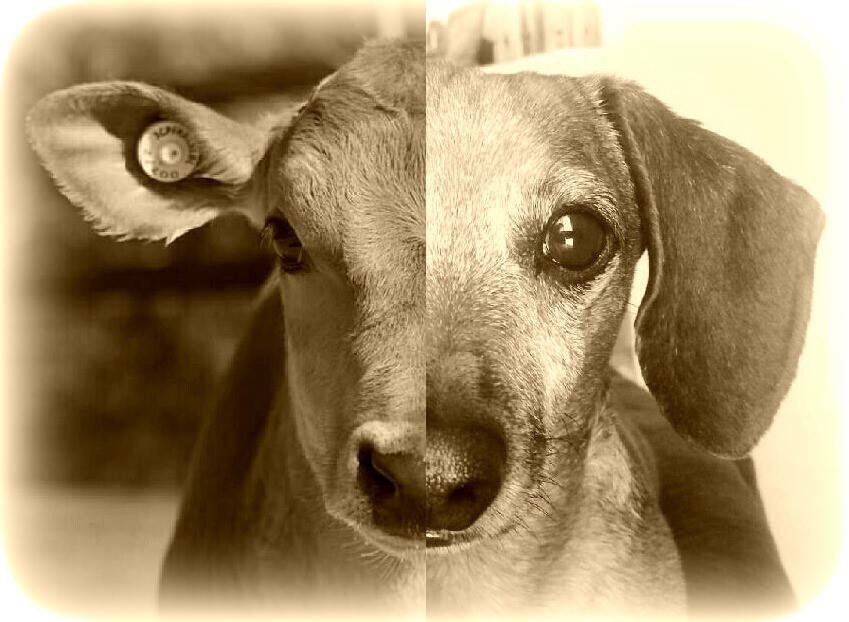 DarleneDyani's tweet photo. There is no difference. #MyTQ
🖤🖤🖤
#Compassion #ForTheAnimals #GoVegan https://t.co/6y8yFfqSWF