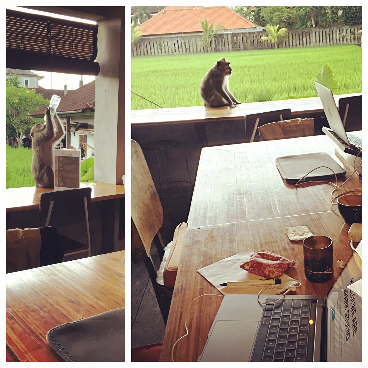 SparkStudioHQ's tweet photo. Work distraction Ubud-style #whenamonkeyisinyouroffice #AlwaysNomadic https://t.co/DTz0jz6NLW