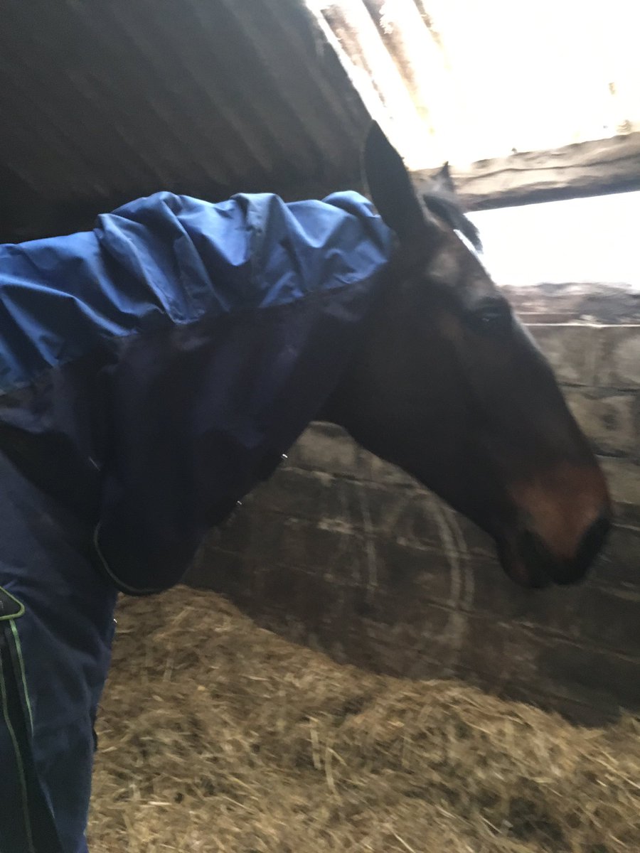 ruralscenepr's tweet photo. I am currently trying out the  @mastarugs #Fieldmasta and I love it! No more rubbed mane #equestrianhour https://t.co/ziJTDfva3r