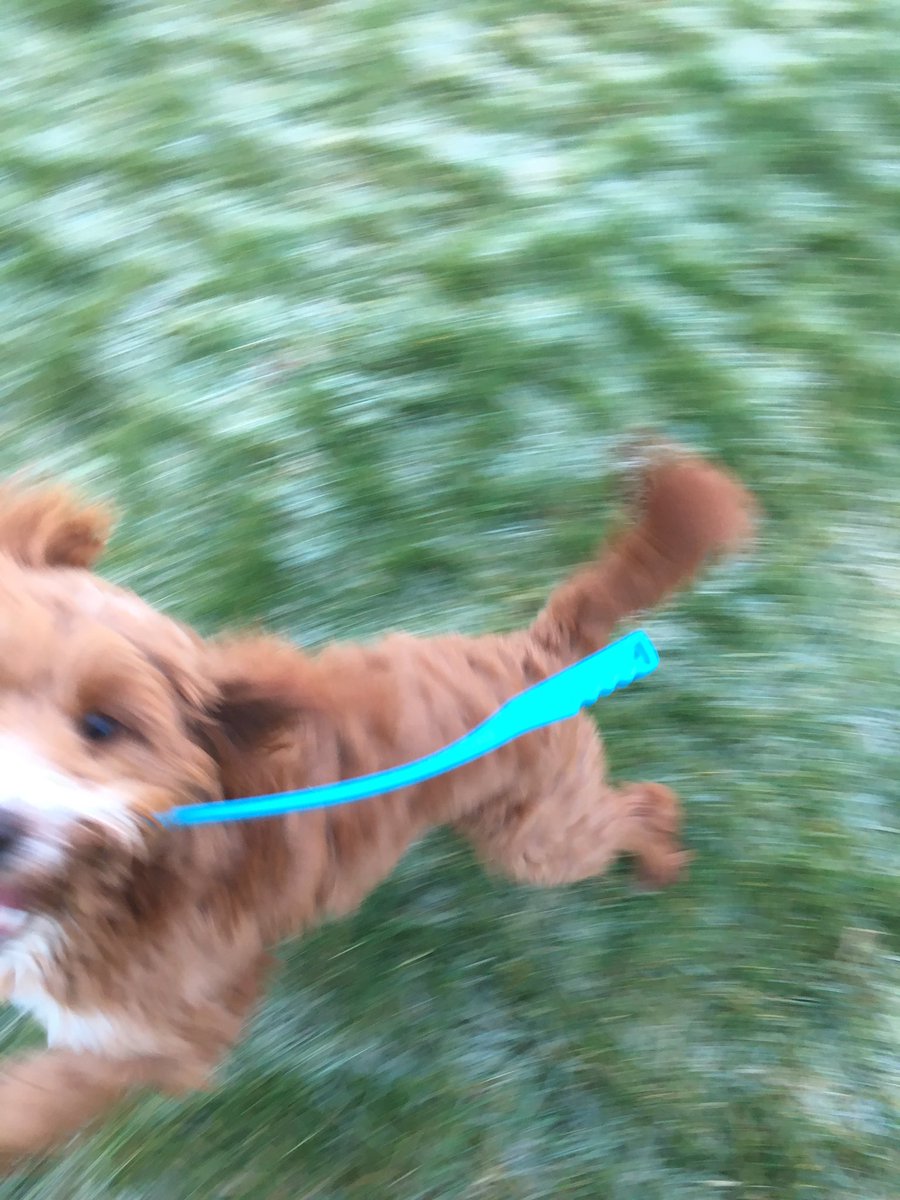 theflyinggilroy's tweet photo. 🐶💙#dogsprovebluemondaywrong https://t.co/FTlkjg1KkV