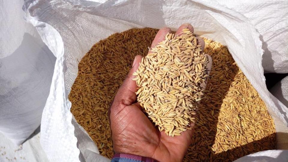 sodefitex's tweet photo. Du #riz paddy de la Coopérative des riziculteurs de #Bandafassi pour l'approvisionnement de notre rizerie "Maaromen" #kebetu #agriculture https://t.co/75uXKpCy8R