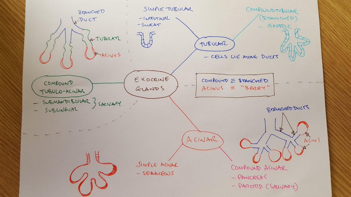 Iain Keenan Here Is My Spider Diagram Of The Classification Of Exocrine Glands For Stage 1 Newcastlemedsch Nme2key Iain Keenan Here Is My Spider Diagram Of The Classification Of Exocrine Glands For Stage 1 Newcastlemedsch Nme2key