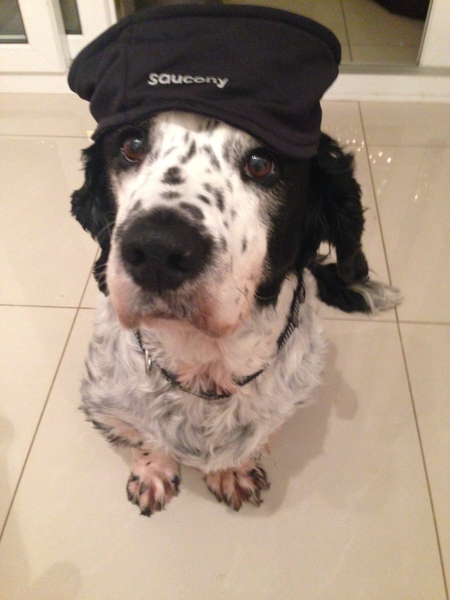 TeamThie's tweet photo. Happy 10th Birthday for yesterday to our crazy dog Pre! #SpringBatt https://t.co/KSxmfokLtl