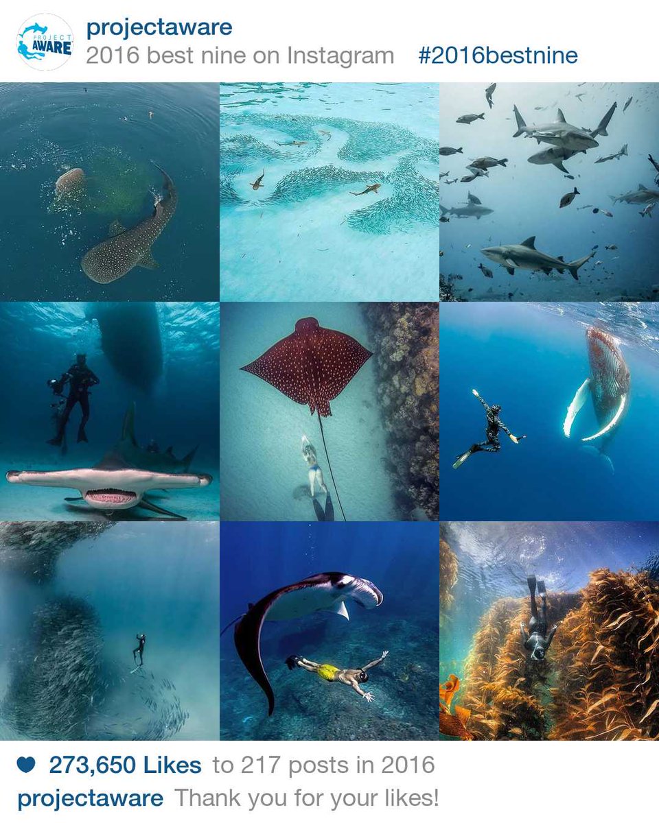 PADI AWARE Foundation tweet media