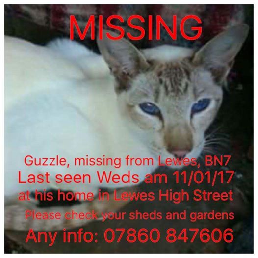 please help us find this family cat...the owner is devastated that he is missing.
REWARD offered.