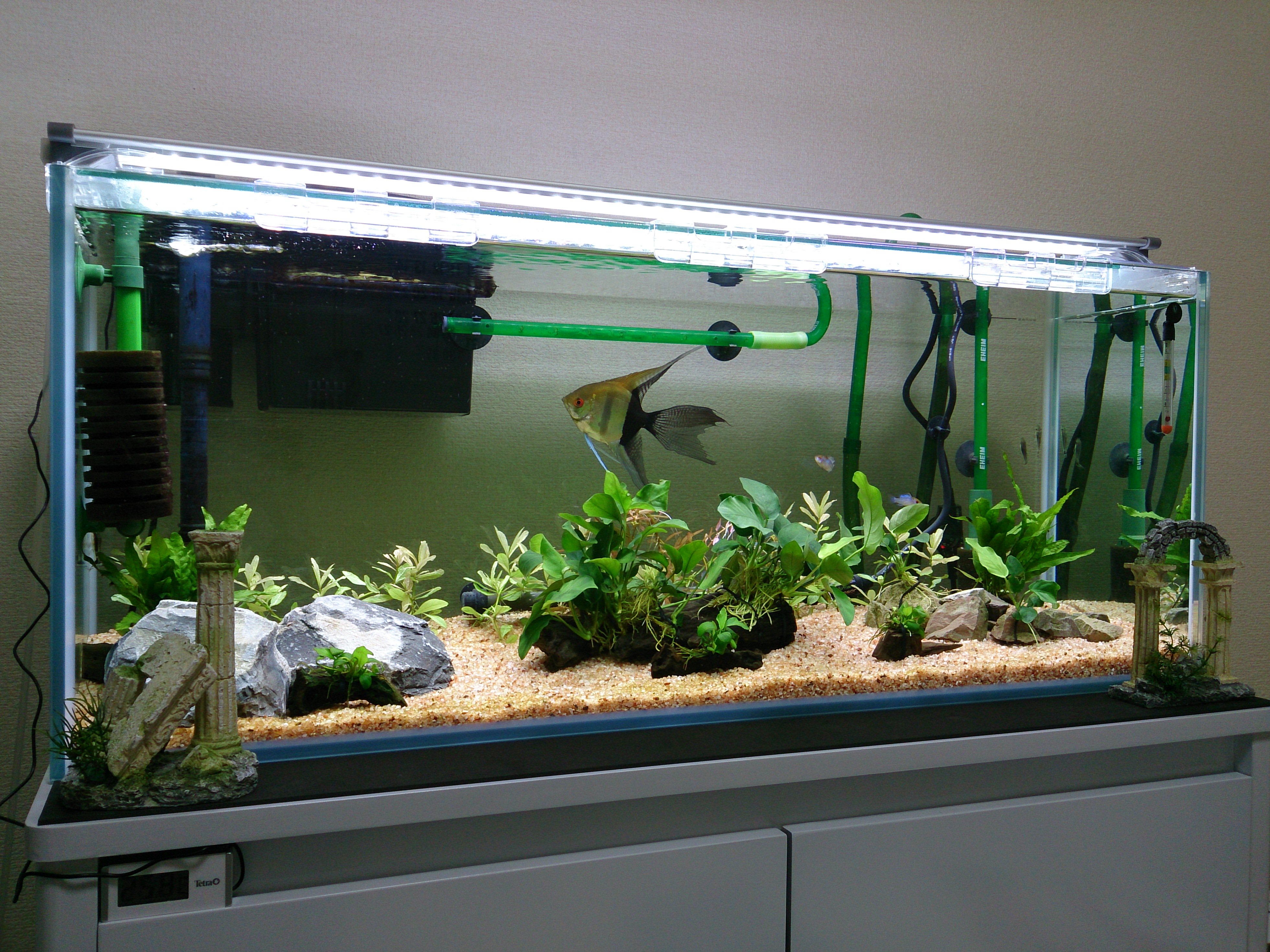 アクアマン 22 60cm水槽から90cm水槽 に ヤマトヌマエビ4匹を移した 卵抱えている個体がいたけど すぐに孵化したらしく 何百という稚エビの赤ちゃんが 水流に乗って水槽内を舞っている W ビクンx2ピョンx2動いている とりあえず ラミレジィ達