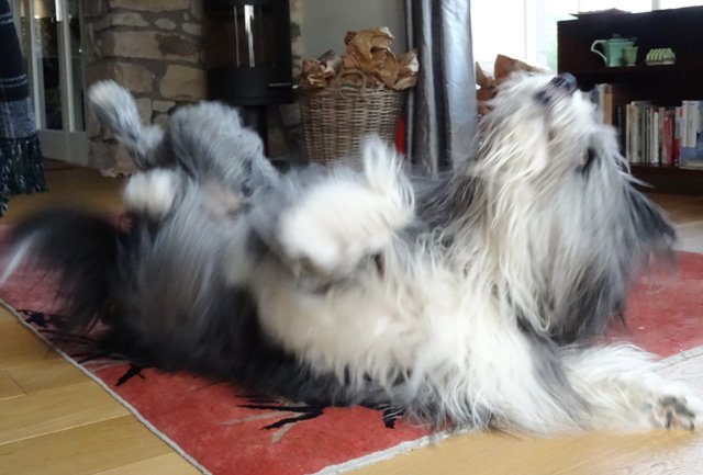 corbett_peb's tweet photo. @DogsTrust #dogsprovebluemondaywrong Mucking about on Monday morning https://t.co/U0QJ1KTPqK