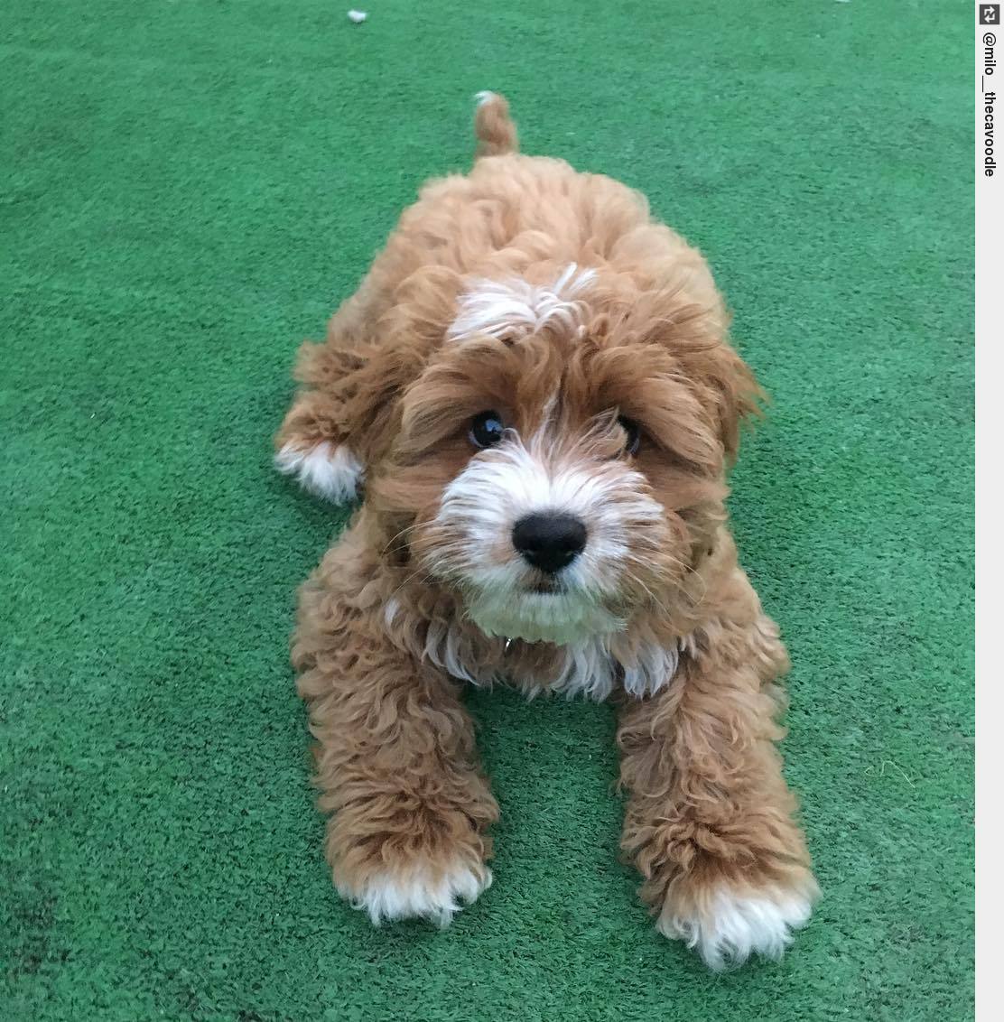 IngloriousDogs's tweet image. but mum i havent finished playing yet 😭🐶 #bedtimeproblems #puppylove #ingloriousdogs